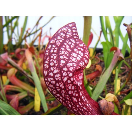Sarracenia X wrigleyana