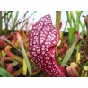 Sarracenia X wrigleyana