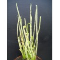 Drosera filiformis var. tracyi