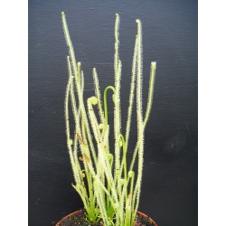 Drosera filiformis var. tracyi