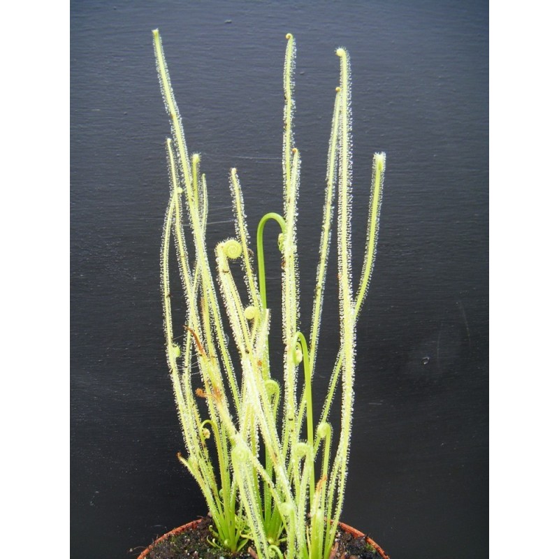 Drosera filiformis var. tracyi