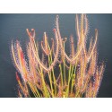 Drosera binata