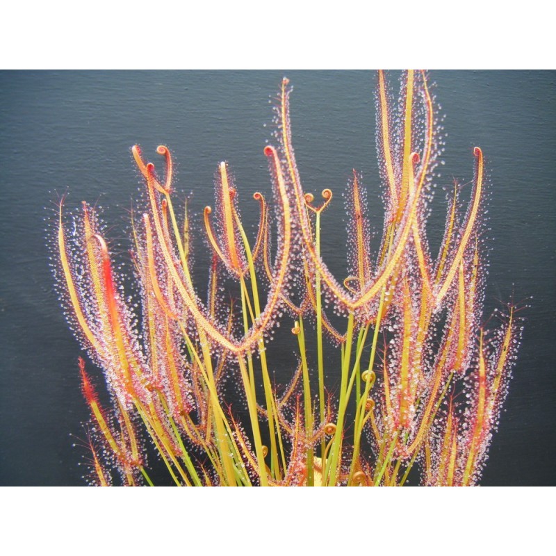 Drosera binata