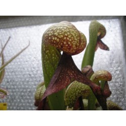 Darlingtonia californica Urnes Juvéniles