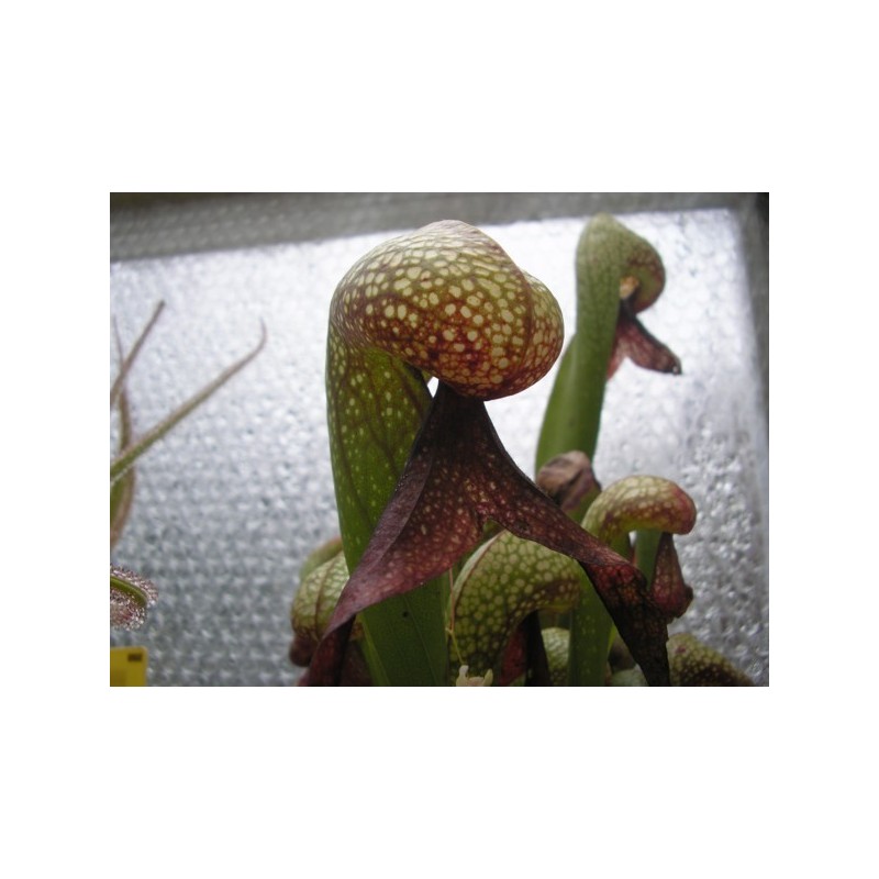 Darlingtonia californica Urnes Juvéniles