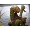 Darlingtonia californica Urnes Juvéniles