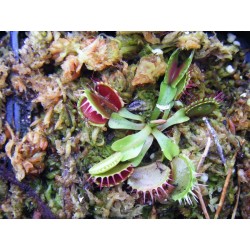 Dionaea 'fused tooth'
