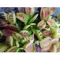 Dionaea 'cross teeth'