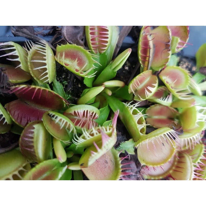 Dionaea 'cross teeth'