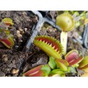 Dionaea 'dracula'