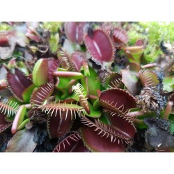Dionaea 'holland red'