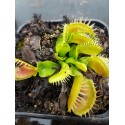 Dionaea 'crocodile'