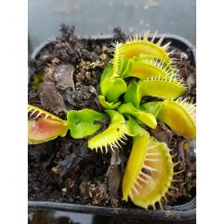 Dionaea 'crocodile'