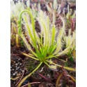 Drosera capensis \'alba\'