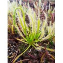 Drosera capensis 'alba'