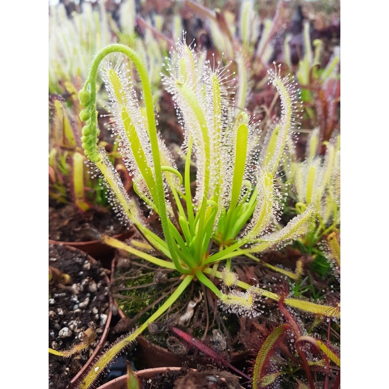 Drosera capensis 'alba'