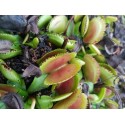 Dionaea 'lunatic fringe'