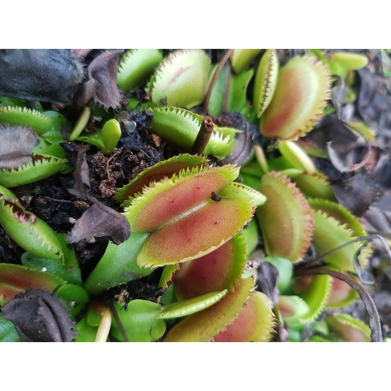 Dionaea 'lunatic fringe'