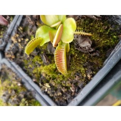 Dionaea 'jaws smiley'