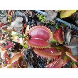 Dionaea 'red piranha'