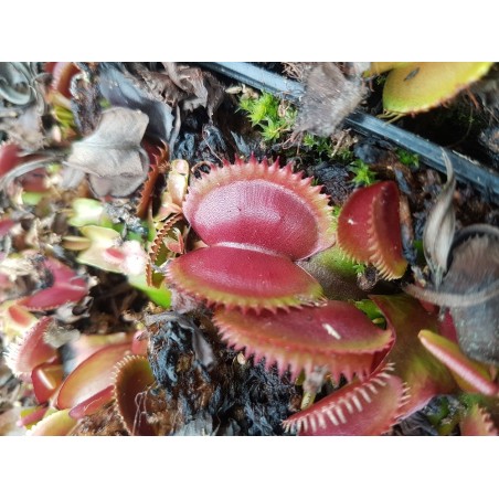 Dionaea 'red piranha'