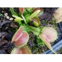 Dionaea 'schuppentiel II