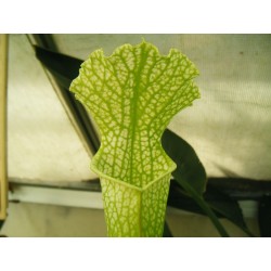 Sarracenia leucophylla forme verte