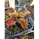 Dionaea 'tiger teeth'