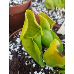 Sarracenia purpurea heterophylla