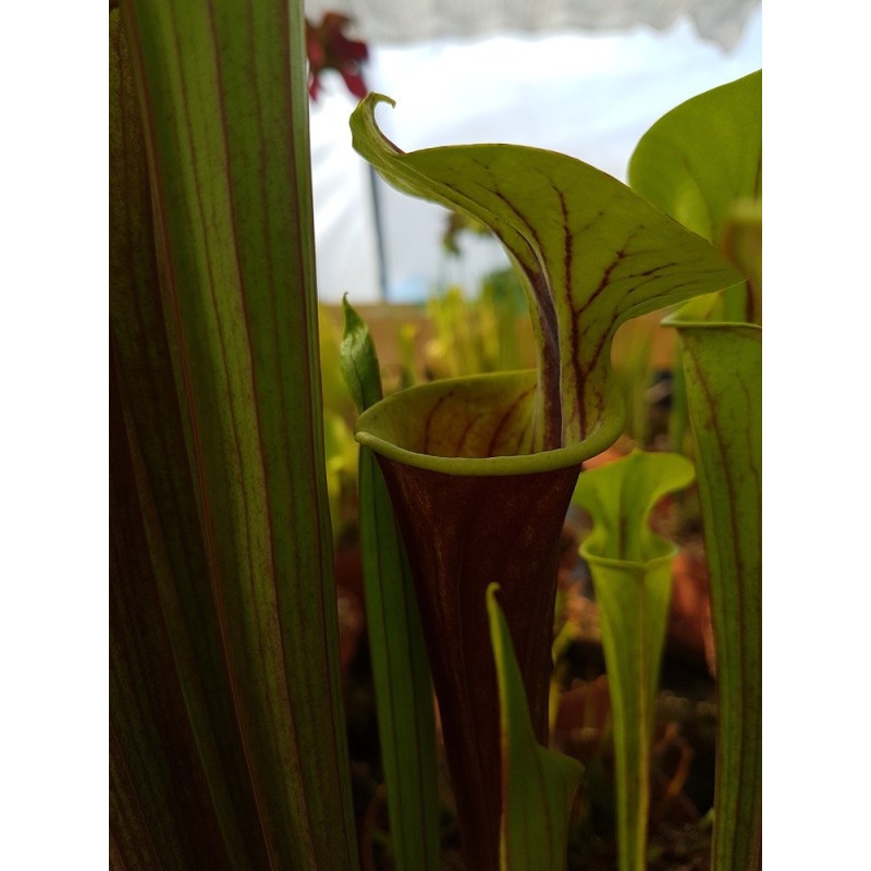 Sarracenia flava var. rubricorpora x Sarracenia flava var. atropurpurea