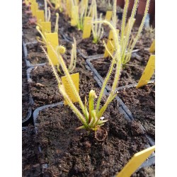 Drosera x californica