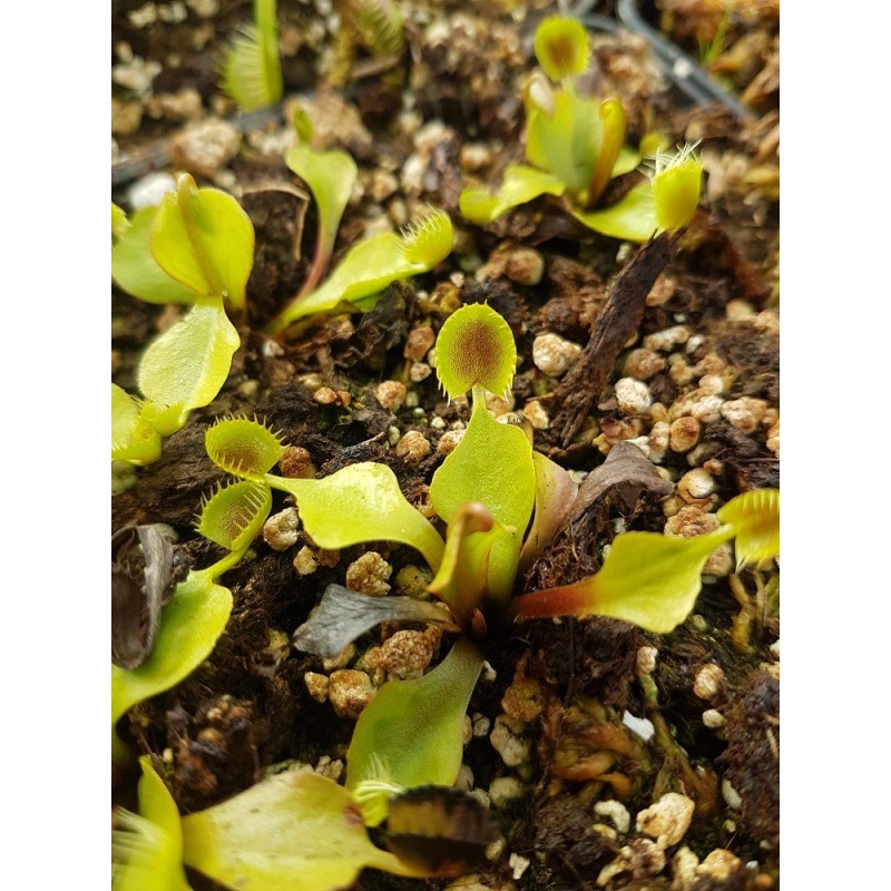 Dionaea 'cup trap'