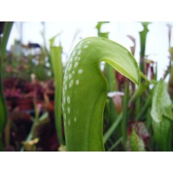 Sarracenia minor 'all green'