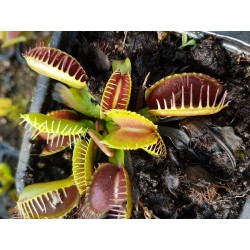 Dionaea 'dingleys giant'