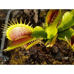 Dionaea 'giant big mouth'