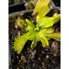 Dionaea 'green dog'