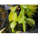 Dionaea 'yellow fused tooth'