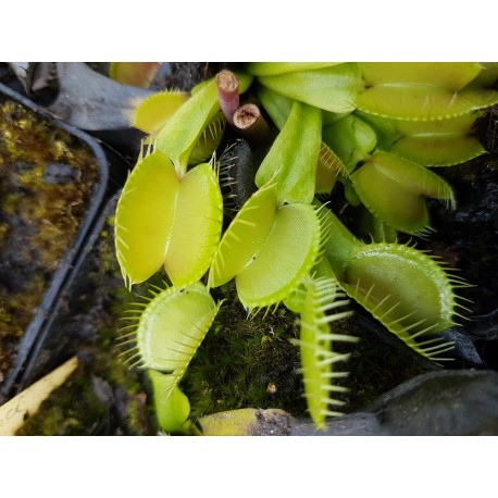 Dionaea 'yellow fused tooth'