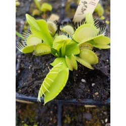 Dionaea 'all green'