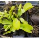 Dionaea 'green sawtooth'