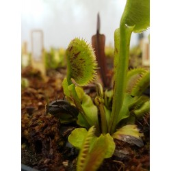 Dionaea 'spotty'