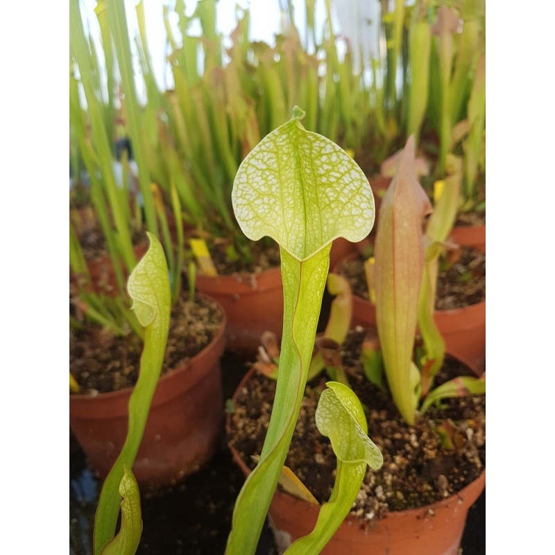 Sarracenia X umlauftiana