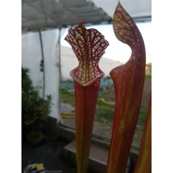 Sarracenia leucophylla 'bonbon'