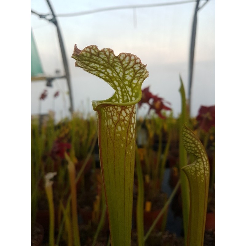 Sarracenia leucophylla 'giant