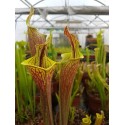 Sarracenia 'lidless'