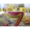 Dionaea 'akai ryu'
