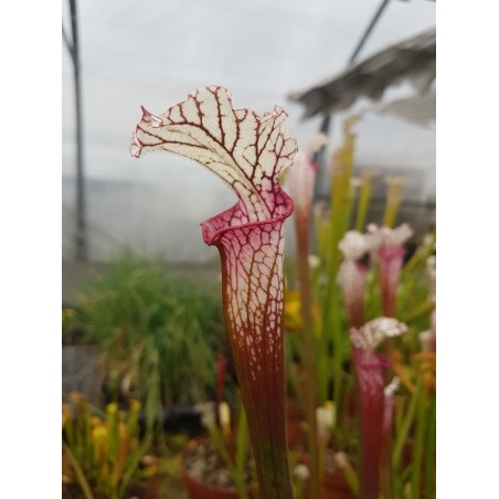 Sarracenia leucophylla Red/pink tube, Pedido, AL. (PW)