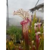 Sarracenia leucophylla Red/pink tube, Pedido, AL. (PW)