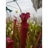 Sarracenia leucophylla 'bonbon'