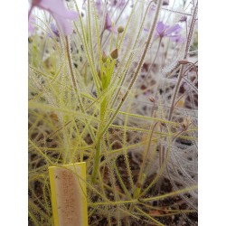 Byblis filifolia ´giant, Pago Region´